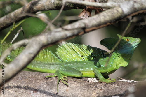 Wallpaper Mural Basilic Torontodigital.ca