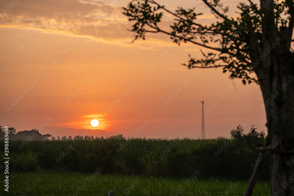 Fototapeta premium Sunrise in the morning At a rice field in Thailand With large trees and telephone towers in the foreground