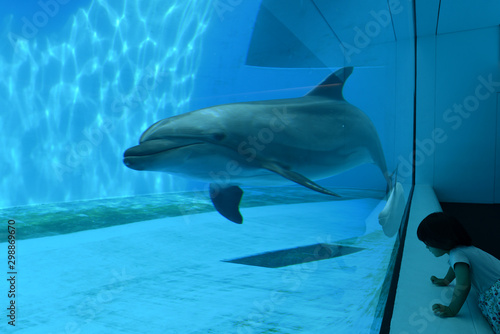 イルカ水槽を眺める女の子 © 裕 廣田