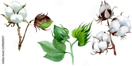White cotton floral botanical flower. Watercolor background illustration set. Isolated cotton illustration element.