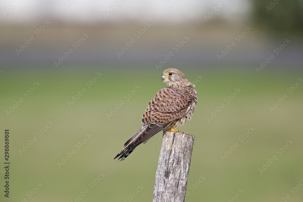 Fototapeta premium A female common kestrel (Falco tinnunculus) perched and preening its feathers. Perched on a wooden pole in front of a green meadow.