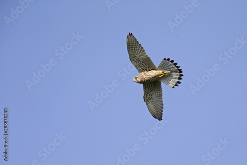 A common kestrel soaring in the sky hunting for mice with no clouds in the sky.