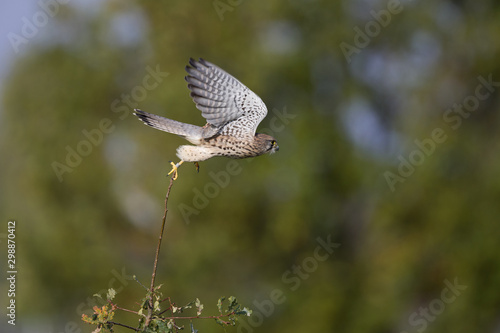 A female common kestrel (Falco tinnunculus) taking off ready to hunt mice. Perched on a branch of a small tree.