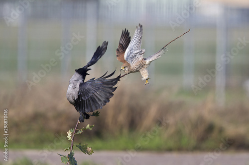 A adult kestrel surprise attacked an hooded crow in flight.