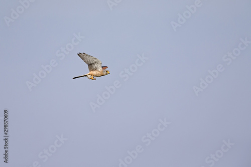 A common kestrel flying with high speed with a mouse in its claws.
