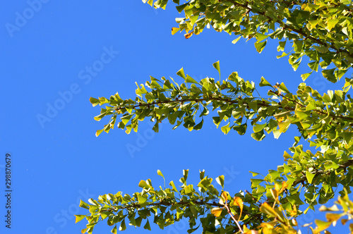 青空を背景にして、黄葉し始めたイチョウの樹の梢を撮影した写真