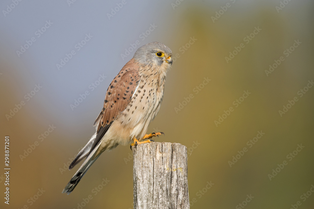 A male common kestrel (Falco tinnunculus) perched on the lookout ready to hunt mice. Perched on a wooden pole infront of beautiful autumn colours. A male common kestrel (Falco tinnunculus) perched on the lookout ready to hunt mice. Perched on a wooden pole infront of beautiful autumn colours.