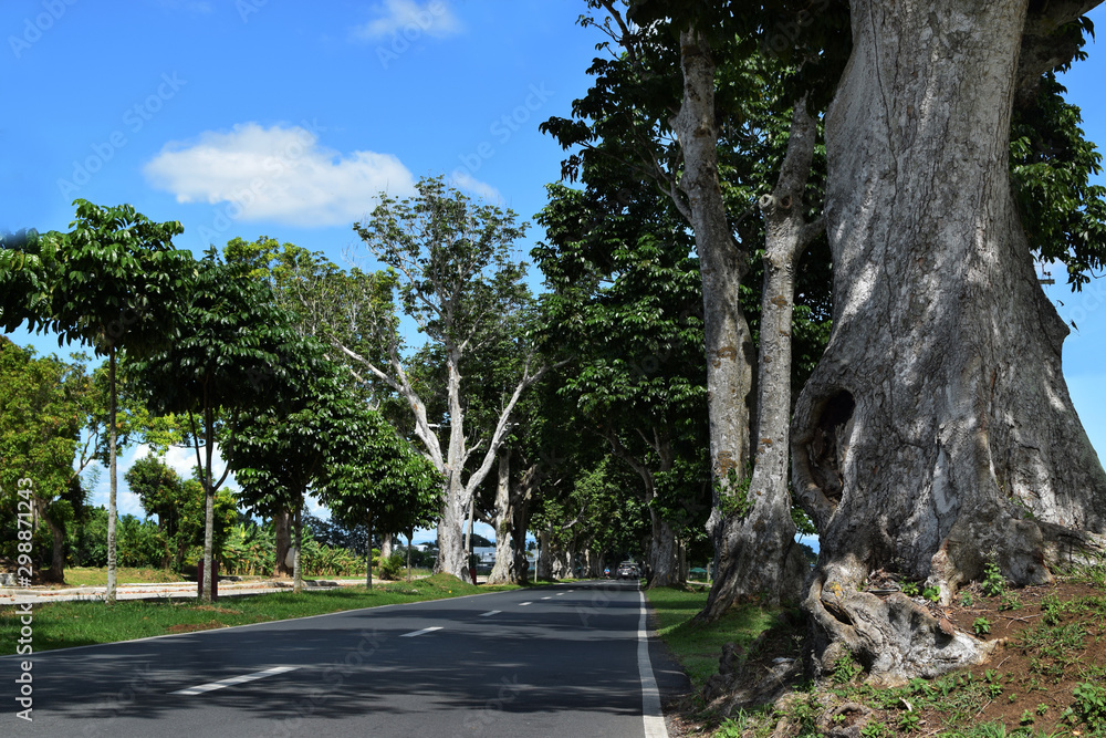 Mature Pili trees planted along asphalted road inside university campus