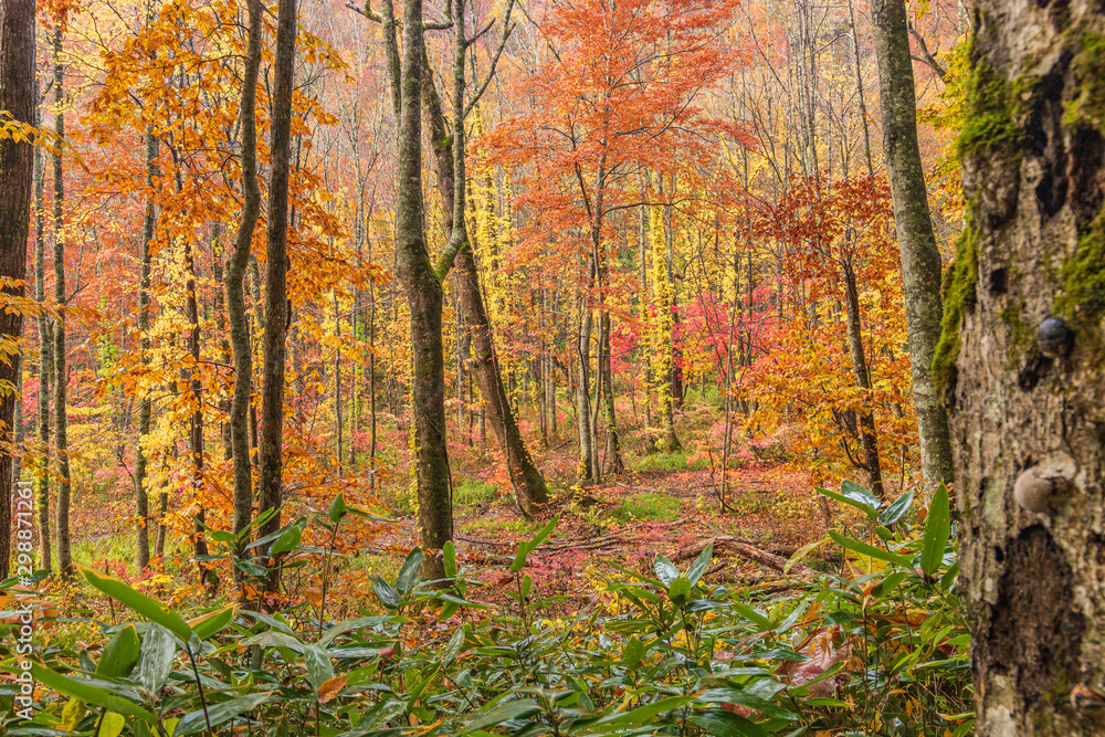 Obraz premium Towada Hachimantai National Park in autumn