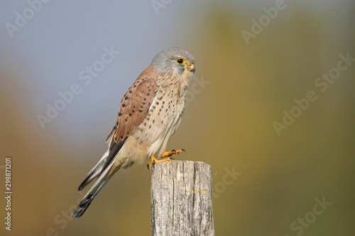 A male common kestrel (Falco tinnunculus) perched on the lookout ready to hunt mice. Perched on a wooden pole infront of beautiful autumn colours.