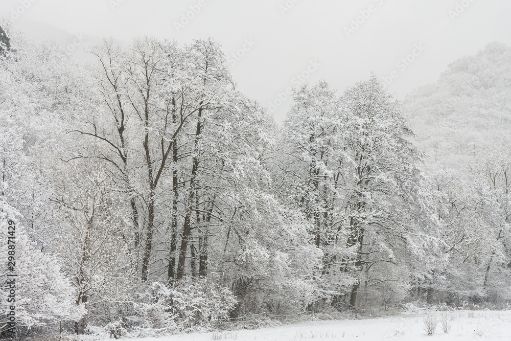 Obraz premium Winterwald