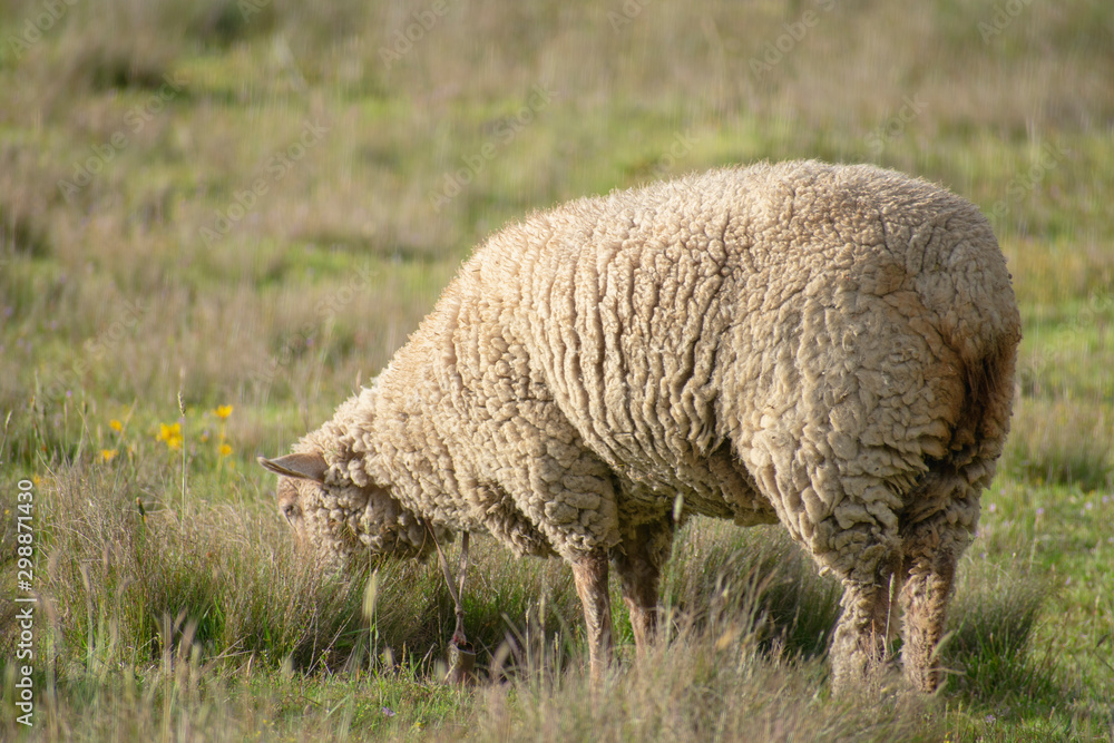 Obraz premium Wild sheep in the field