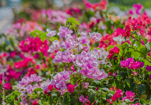 Multicolor bougainvillea is blooming for background