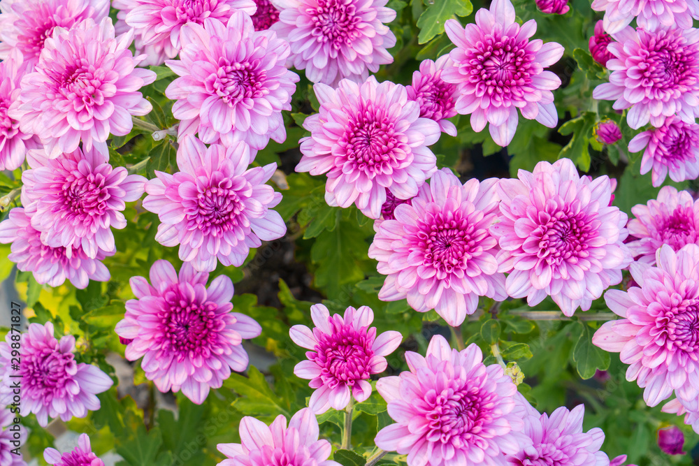 Blossom pinkish purple Chrysanthemum (Hardy Mums) flower in the garden with green leaf of summer sunshine. Blossom pinkish purple Chrysanthemum (Hardy Mums) flower in the garden with green leaf of summer sunshine.
