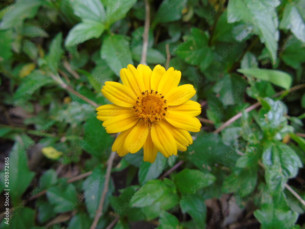 Flor Flor