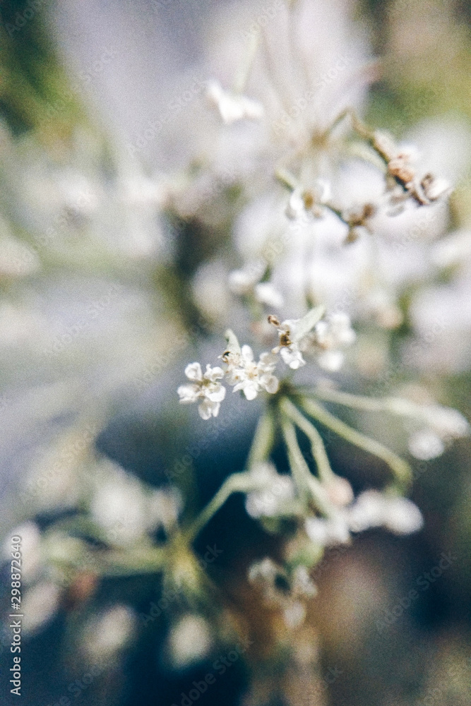 Small flowers closeup on a blurred background with the effect of film grain