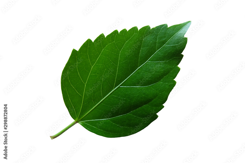 Fototapeta premium isolated​ hibiscus​ leaf​ on​ white​ background.​ Real​ green​ leaf​ from​ nature.