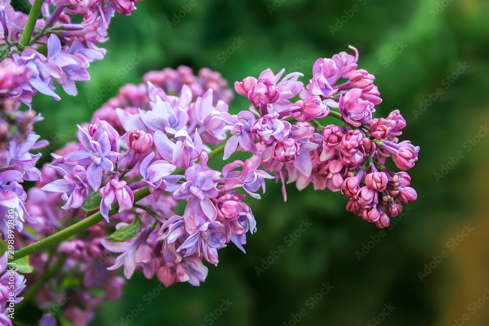 Beautiful blooming lilac against a blurred green background closeup. Selective focus. Purple flowers in the garden