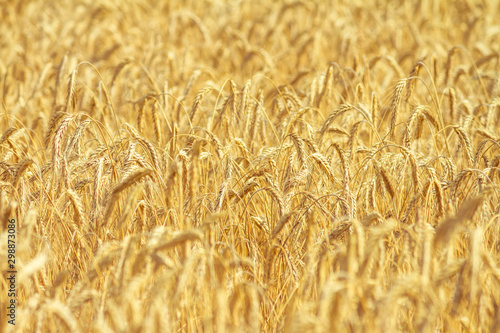 Rural landscape - field common wheat  Triticum aestivum  in the rays of the summer sun  close-up