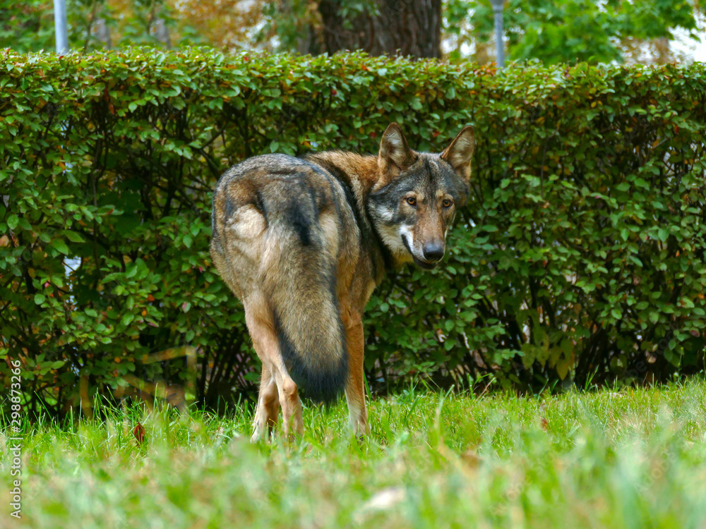 Wolf Face Close Up Wolf Face Close Up