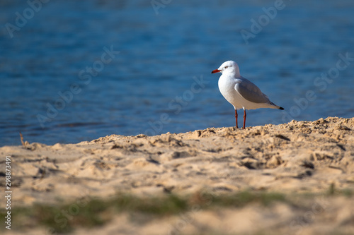 seagull