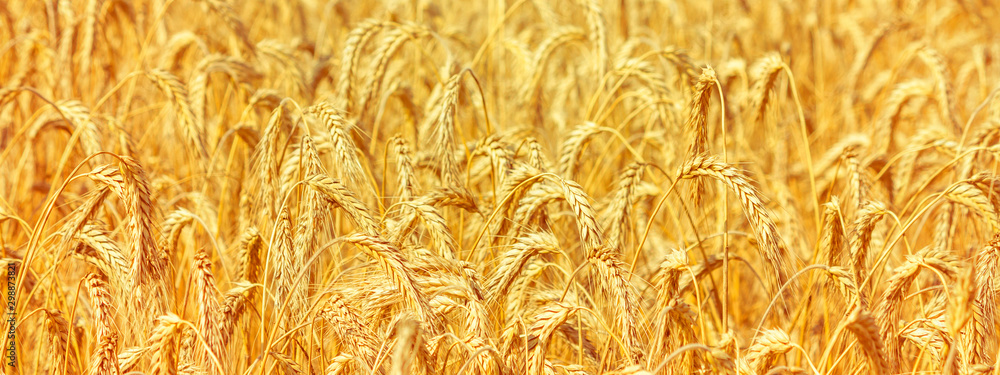 Rural landscape - field common wheat (Triticum aestivum) in the rays of the summer sun, close-up - obrazy, fototapety, plakaty 