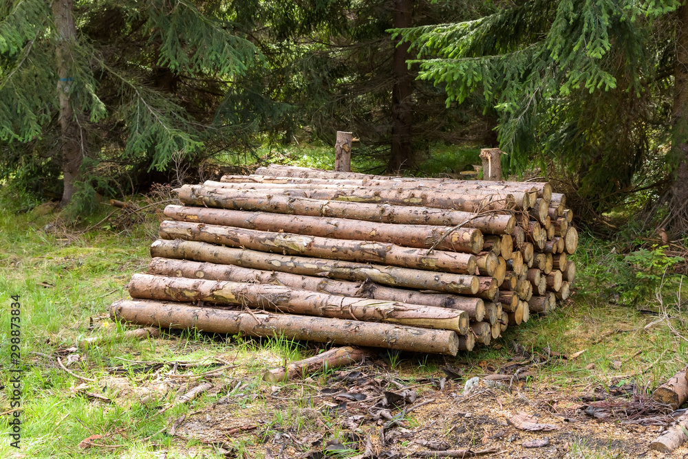 Pile of cut logs in a forest