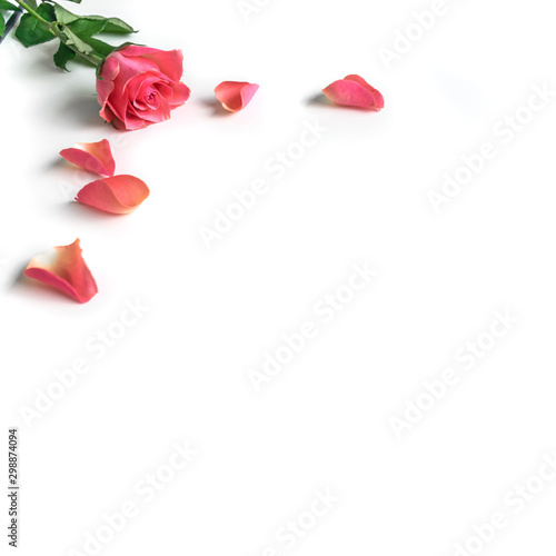 Pink rose with pedals on white background 