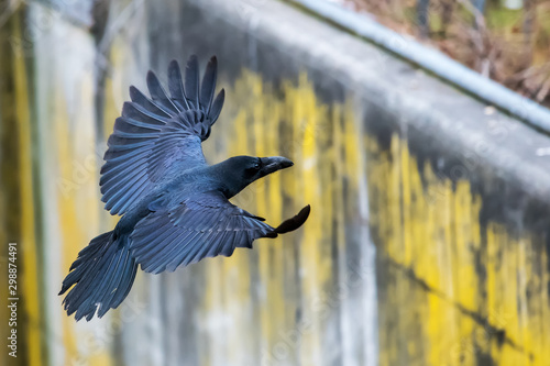 Large billed Crow (Corvus macrorhynchos) photo