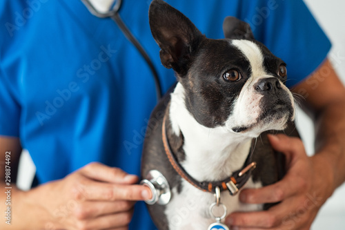Photography Vet examining little dog with stethoscope