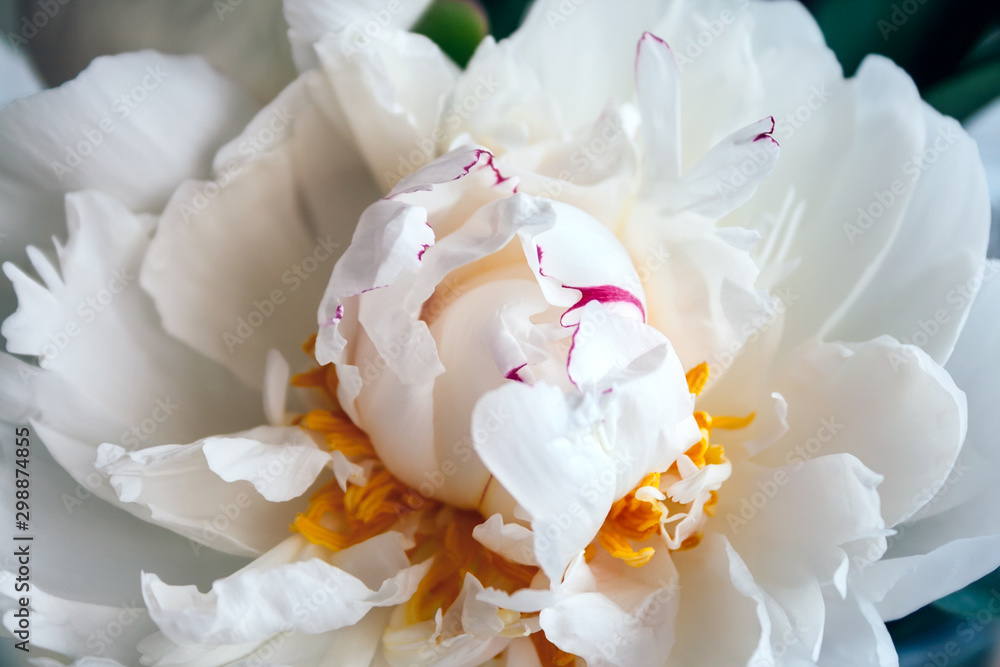 Closeup view of a lush white peony in a soft pleasant tint. Beautiful flower as a gift for the holiday. Bouquet of delicate flowers. Top view. Selective focus Closeup view of a lush white peony in a soft pleasant tint. Beautiful flower as a gift for the holiday. Bouquet of delicate flowers. Top view. Selective focus
