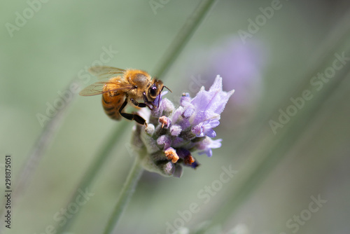Bee © Andrew
