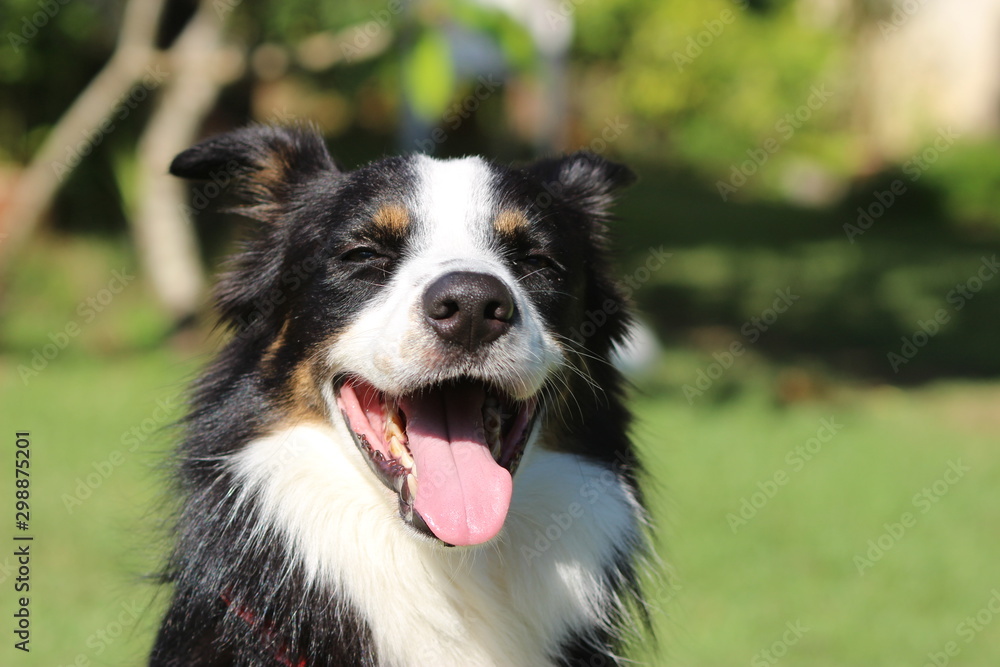 A border collie with three color coat sunning