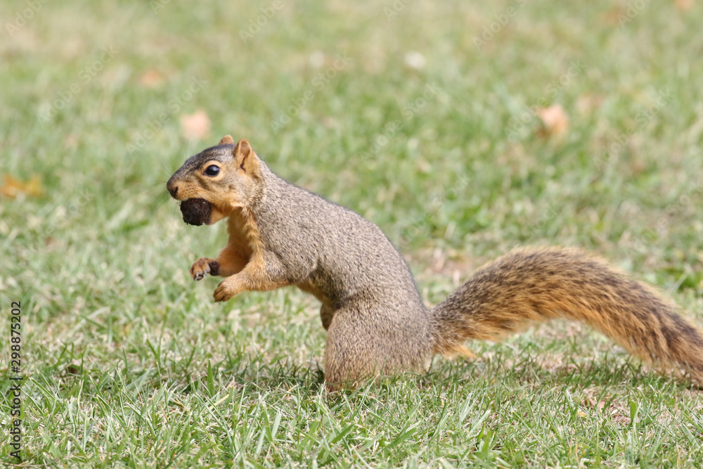 Fototapeta premium Squirrel Gathering Nuts For Winter