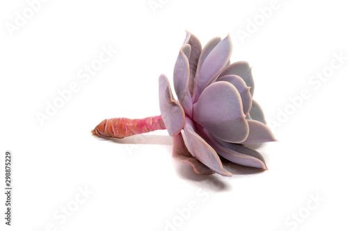 Closeup side view on cut Echeveria lilacina isolated on white background with shadow. Ghost Echeveria is a species of succulent plants belonging to the family Crassulaceae photo