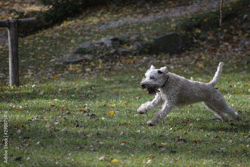 White dog running across green meadow