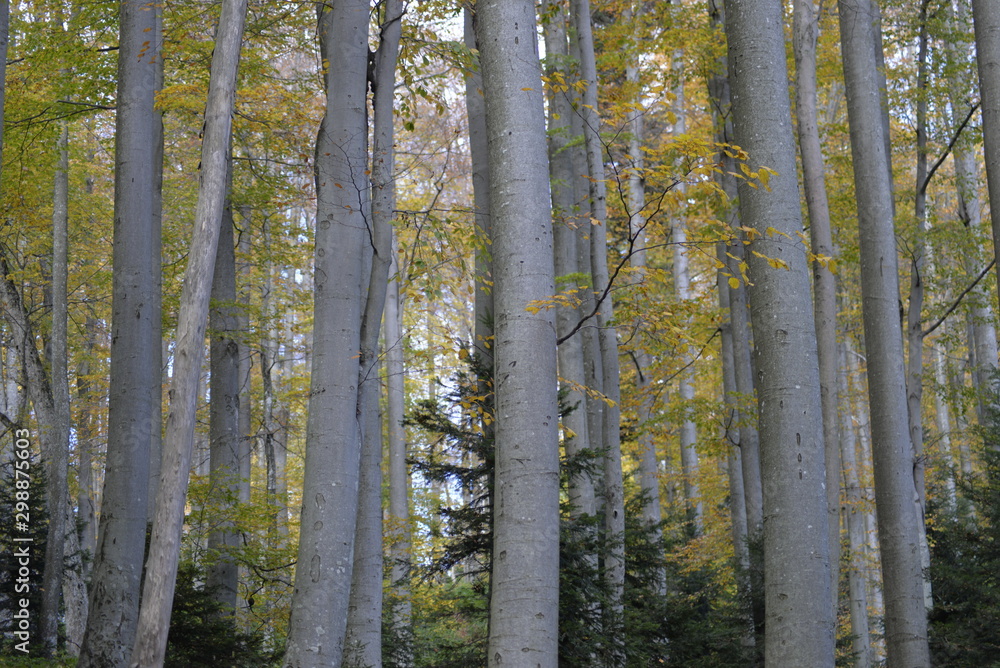 Thick forest Thick forest