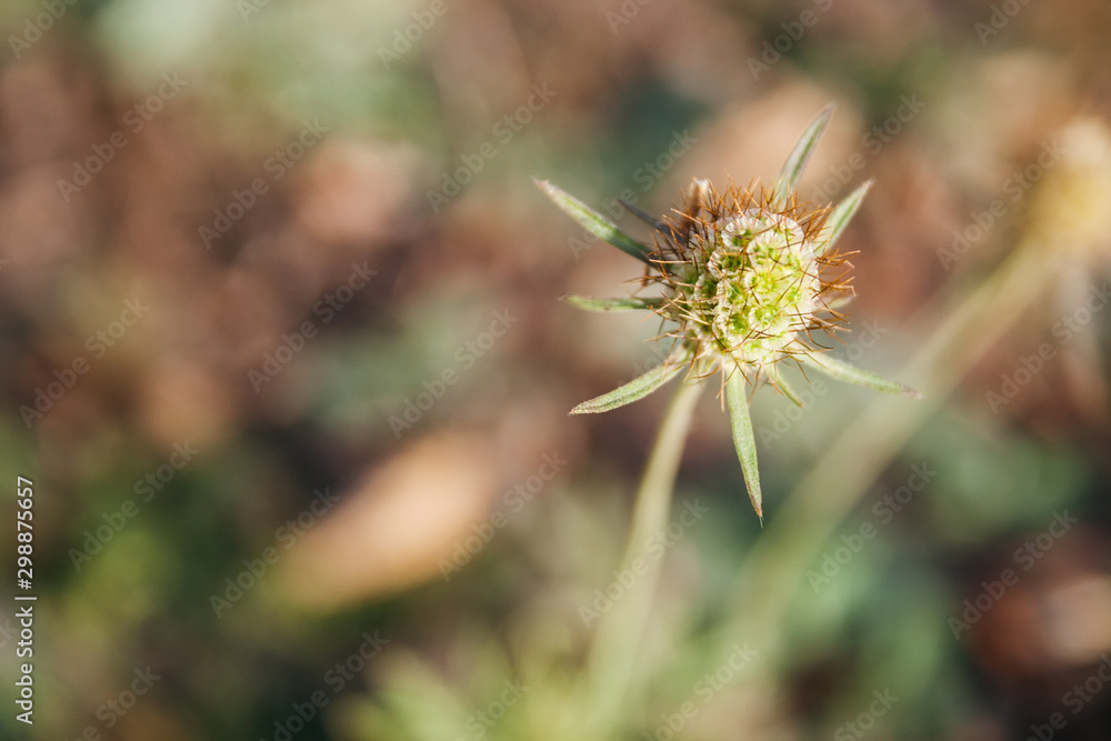 Closeup view of beautiful seed head of Scabiosa columbaria against a blurred background in the rays of the setting autumn sun. Selective focus. Perennial herbaceous plant