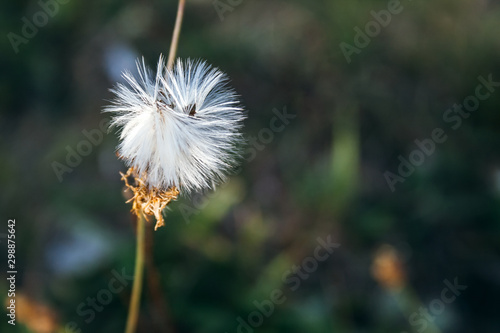 Beautiful white fluffy plant on a thin stalk against a dark green blurred background in the rays of the autumn sun. Selective focus. Closeup view