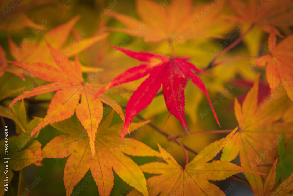 Towada Hachimantai National Park in autumn Towada Hachimantai National Park in autumn