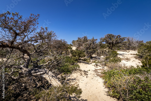 Chrissy island scenery on a sunny summer day with dry trees, white sand and blue clear sky. photo