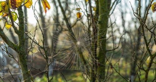 Spider web early morning autumn 