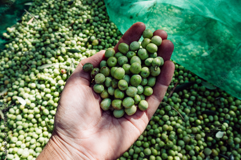 man harvesting olives in Spain man harvesting olives in Spain