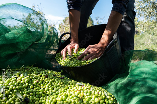 man harvesting olives in Spain photo