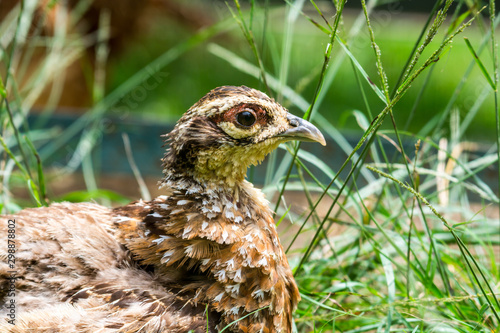 Fotografia The common quail (Coturnix coturnix) or European quail is a small ground-nesting