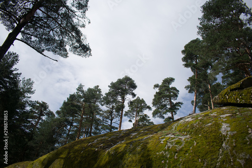 trees and blue sky
