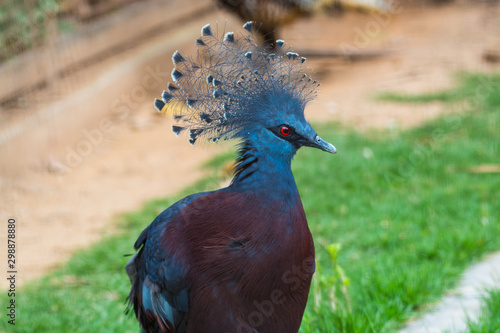 The western crowned pigeon  Goura cristata   or common crowned pigeon or blue crowned pigeon  a large  blue-grey pigeon with blue lacy crests over the head and dark blue mask feathers around its eyes