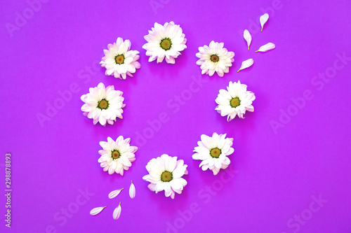 White chrysanthemum in the shape of circle on a purple background © Евгения Шабалина