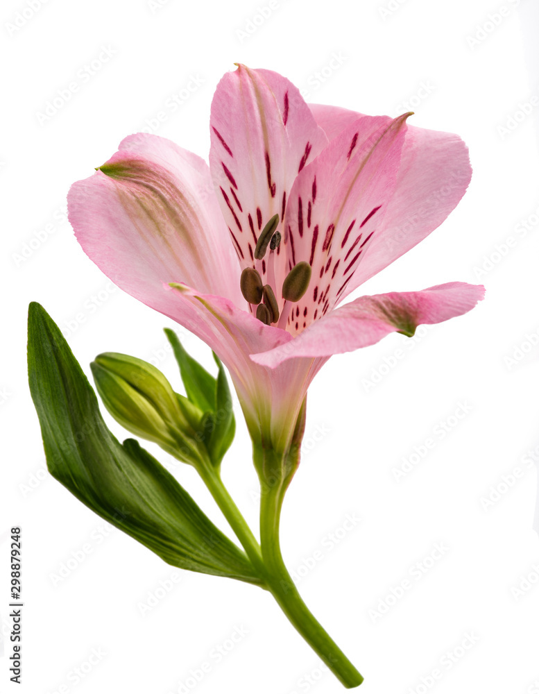 Peruvian lily Peruvian lily