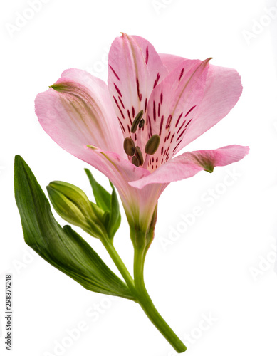 Peruvian lily